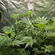 Gorilla gas fast F1 in Coco Coir