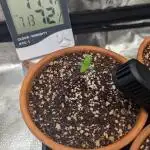 Gorilla gas fast F1 in Coco Coir