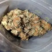 Gorilla gas fast F1 in Coco Coir