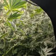 Gorilla gas fast F1 in Coco Coir