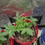 Gorilla gas fast F1 in Coco Coir