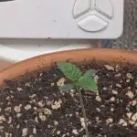 Gorilla gas fast F1 in Coco Coir