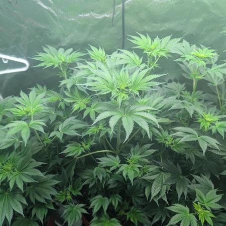 Gorilla gas fast F1 in Coco Coir