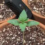 Gorilla gas fast F1 in Coco Coir