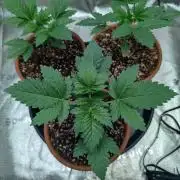 Gorilla gas fast F1 in Coco Coir