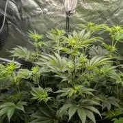 Gorilla gas fast F1 in Coco Coir