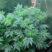 Gorilla gas fast F1 in Coco Coir