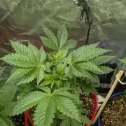 Gorilla gas fast F1 in Coco Coir