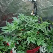 Gorilla gas fast F1 in Coco Coir
