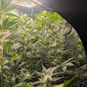 Gorilla gas fast F1 in Coco Coir