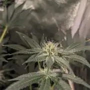 Gorilla gas fast F1 in Coco Coir
