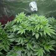 Gorilla gas fast F1 in Coco Coir