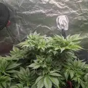 Gorilla gas fast F1 in Coco Coir