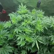 Gorilla gas fast F1 in Coco Coir