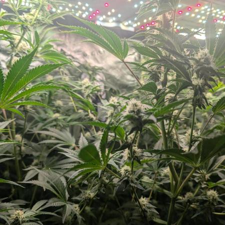 Gorilla gas fast F1 in Coco Coir