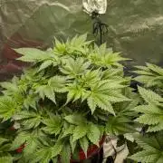 Gorilla gas fast F1 in Coco Coir