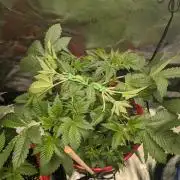 Gorilla gas fast F1 in Coco Coir