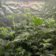 Gorilla gas fast F1 in Coco Coir