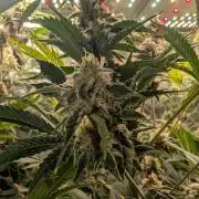 Gorilla gas fast F1 in Coco Coir