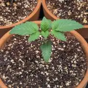 Gorilla gas fast F1 in Coco Coir