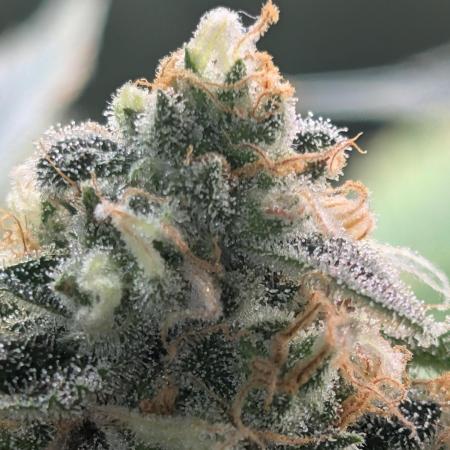 Gorilla gas fast F1 in Coco Coir