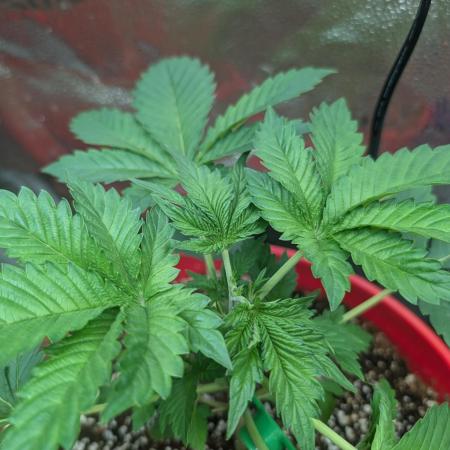 Gorilla gas fast F1 in Coco Coir