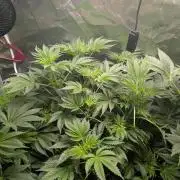 Gorilla gas fast F1 in Coco Coir