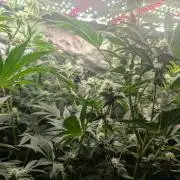 Gorilla gas fast F1 in Coco Coir