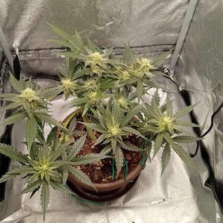 Quick One indoor grow April 2024