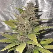 My first Grow (How to not grow weed)