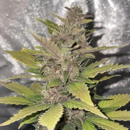 My first Grow (How to not grow weed)