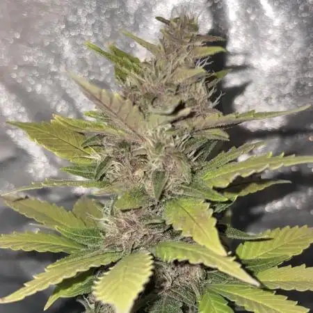 My first Grow (How to not grow weed)