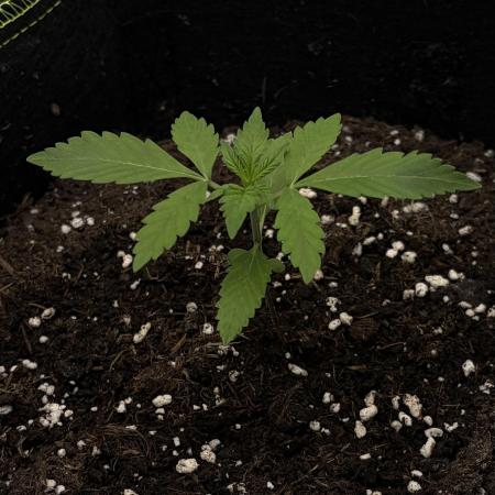 My first Grow (How to not grow weed)