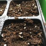 2019 outdoor grow