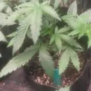 Sugar Attack - Comatose