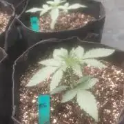 Light Skin - Rainbow Saltz