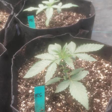 Light Skin - Rainbow Saltz