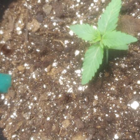 Light Skin - Rainbow Saltz