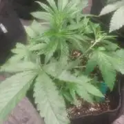 Devils Advocate - Temptation Mintz