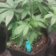 Japan Berry - Zushi VerdeXslurricane #44