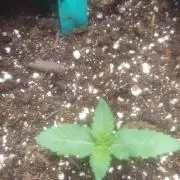 Sweetie - Sugar Cane V3