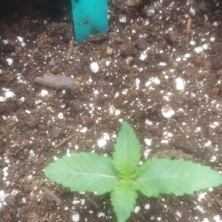 Sweetie - Sugar Cane V3