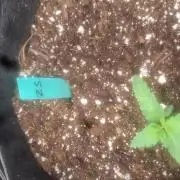 Japan Berry - Zushi VerdeXslurricane #44