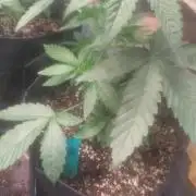 Light Skin - Rainbow Saltz