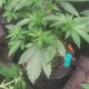 Sweetie - Sugar Cane V3