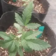 Japan Berry - Zushi VerdeXslurricane #44