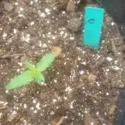 Sugar Attack - Comatose