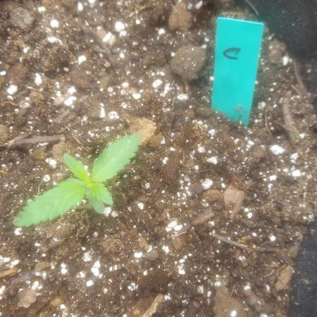 Sugar Attack - Comatose