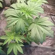 Sugar Attack - Comatose