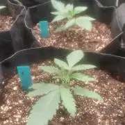 Sugar Attack - Comatose